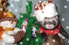  файлы (1).webp