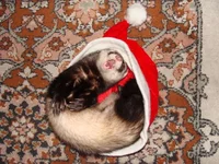 13226611748700981.webp