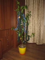 .webp