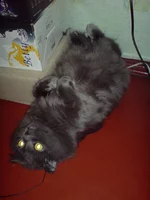 .webp