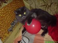.webp