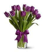 tulip_19_lilo_.webp