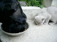 PIC_0081.webp