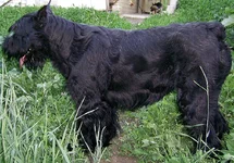 PIC_0009.webp
