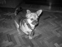 IMG_0022.jpg