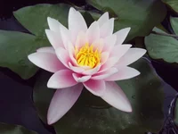 x_2cd4b9a3.webp