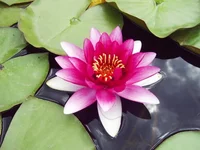 x_fbb734ee.webp