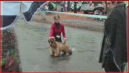  (4).webp