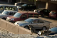 _IGP9787as.webp