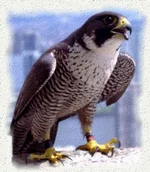 jcp-birdpic2.webp