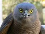 CollaredSparrowHawk_Sm.webp