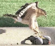 hawk.webp