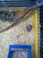 005.webp