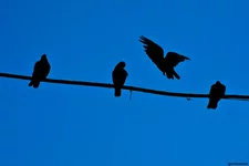 DSC_4274_small.jpg