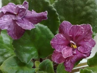 Southern Delight_01.webp