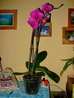  181.webp