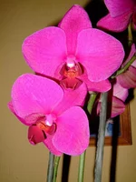  177.webp
