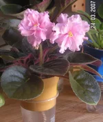  southern delight.webp