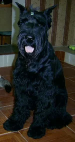 PIC_0011-1.webp
