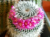 DSCN4410.webp