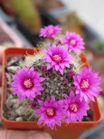 IMG_0378.webp