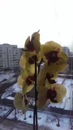 uploadfromtaptalk1452750136462.webp