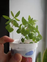 DSCN4477.webp