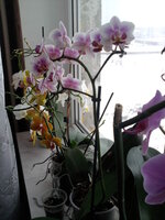 Фото-0561.jpg