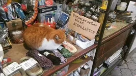  крысчан.webp