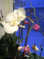 DSCN4487.webp