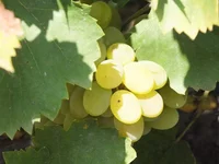 DSCF1949.webp