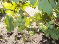 DSCF1943.webp