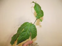 DSCF0890.webp