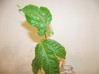DSCF0892.webp