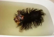 dogs_are_stupid_02.jpg