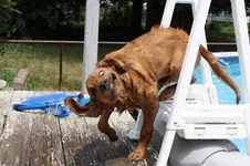 dogs_are_stupid_04.webp
