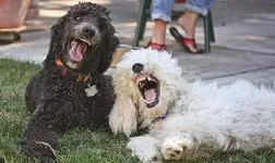 dogs_are_stupid_15.jpg