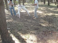 S7300384.webp