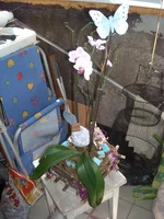 DSCN4470.webp
