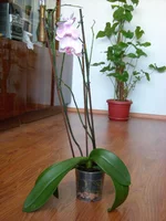 DSCN4475.webp