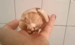 IMAG0130.webp