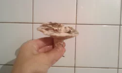 IMAG0135.webp
