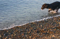  528.webp