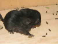 29 августа 09 011.webp