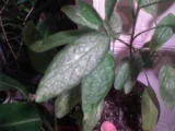 DSC00276.webp