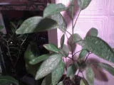 DSC00275.webp