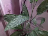 DSC00274.webp