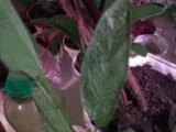 DSC00273.webp
