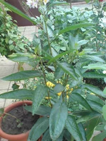 DSC00123.webp