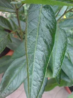 DSC00124.webp